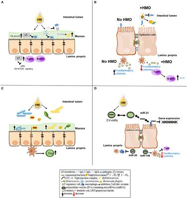 Role of Human Milk Bioactives on Infants' Gut and Immune Health